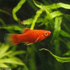 プラティ　オス3匹の画像