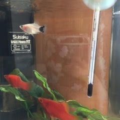 プラティ　オス3匹の画像