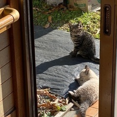 1匹は飼う事にして､2匹の家族様見つかりました！ありがとうございます！