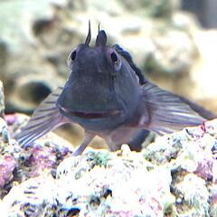 カエルウオ🐸(海水魚 マリンアクアリウムのコケ対策)の画像