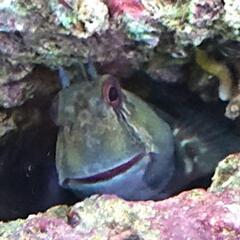カエルウオ🐸(海水魚 マリンアクアリウムのコケ対策)の画像