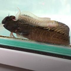カエルウオ🐸(海水魚 マリンアクアリウムのコケ対策)の画像