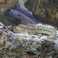 カエルウオ🐸(海水魚 マリンアクアリウムのコケ対策)の画像