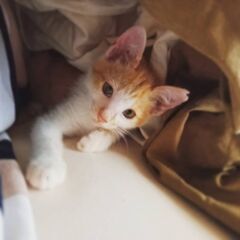おっとりな茶白の男の子