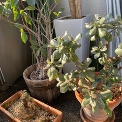各100円　植物　植木鉢　