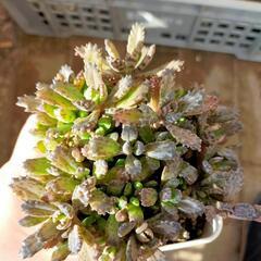 不死鳥　モンスト　多肉植物　抜き苗
