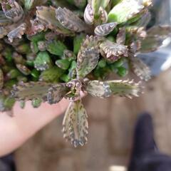 不死鳥　モンスト　多肉植物　抜き苗の画像