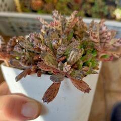 不死鳥　モンスト　多肉植物　抜き苗の画像