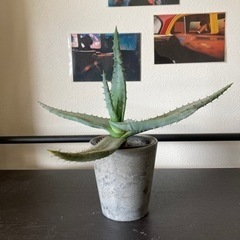 アロエ　観葉植物
