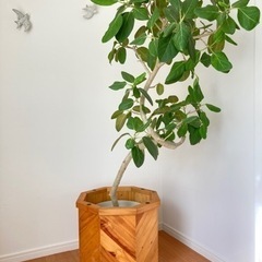 受取り決定してしまいました🙇‍♀️ACME Furniture ...