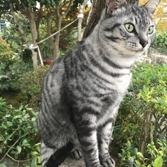 ツィンズ猫。おしゃべり？ポポちゃん。