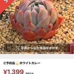 ホワイトカレー