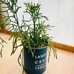 値下！ダイナミックに成長した元気モリモリのリプサリス　鉢付き！の画像