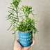 ランキングキーワードに紐づく投稿画像-多肉植物