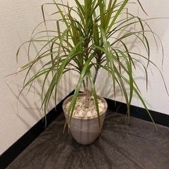 ドラセナ【観葉植物】