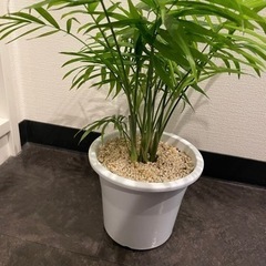 ヤシ【観葉植物】
