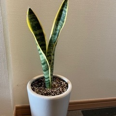 サンスベリア【観葉植物】