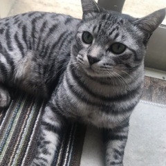 ツィンズ猫。やんちゃなぺぺちゃん。