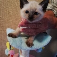 里親さん募集！母親猫育てられず保護。オス　２ヶ月　シャム系　瞳はブルー