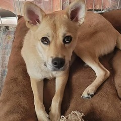 野犬の仔犬「しほ」明るい性格です