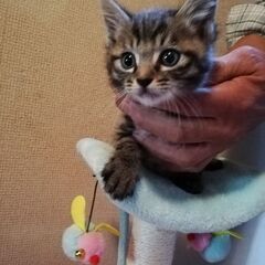里親さん募集！庭で保護。オス　２ヶ月　キジトラ　毛は短毛ではなく...