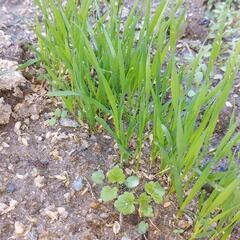 花の苗②かすみ草の苗と麦の苗＋ニゲラ＋千日紅の種の画像