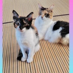 お家で生まれた育てやすい三毛猫ママンとその4兄妹