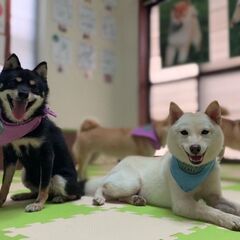 豆柴犬ブリーダー・豆柴飼育スタッフ募集の画像