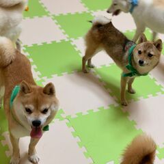 豆柴犬ブリーダー・豆柴飼育スタッフ募集の画像