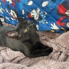 ずっとのお家を待ってる子達がいます。（飼い主不在確認済）