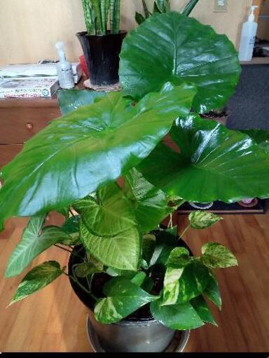 寄せ植えL12