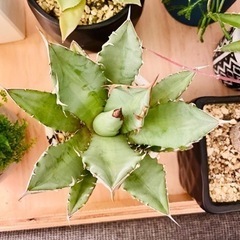 超お買い得！アガベ  チタノタ　　観葉植物　多肉植物　塊根植物の画像