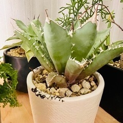 超お買い得！アガベ  チタノタ　　観葉植物　多肉植物　塊根植物の画像