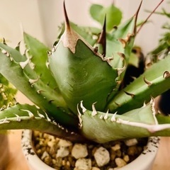 超お買い得！アガベ  チタノタ　　観葉植物　多肉植物　塊根植物