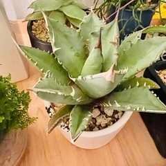 超お買い得！アガベ  チタノタ　　観葉植物　多肉植物　塊根植物の画像