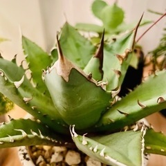 超お買い得！アガベ  チタノタ　　観葉植物　多肉植物　塊根植物の画像