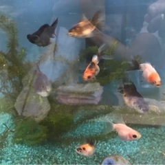 格安♪ 金魚 若魚500円 
