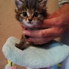 里親さん募集！庭で保護。オス　２ヶ月　キジトラ　中毛でふわふわです。