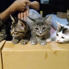 ペット(犬猫)や飼い主さんへのサポートボランティア - 臼杵市