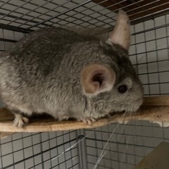 チンチラシナモン　ご家族様決まりました。