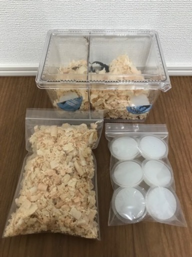 インドアンタエウスオオクワガタ♂♀【完売御礼】