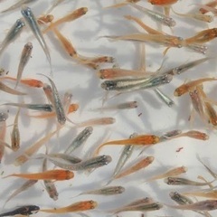 メダカMIX針子・稚魚、めだかごちゃ１０匹１セット
