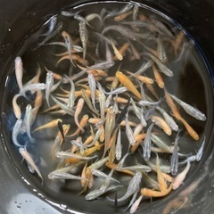 メダカMIX針子・稚魚、めだかごちゃ１０匹１セットの画像