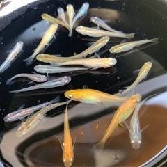 メダカMIX針子・稚魚、めだかごちゃ１０匹１セットの画像
