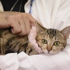 アメショーみたいな模様の3か月女の子ルル