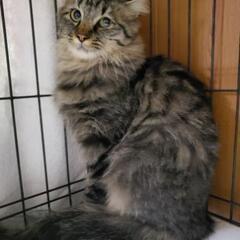 とっても美にゃんこ