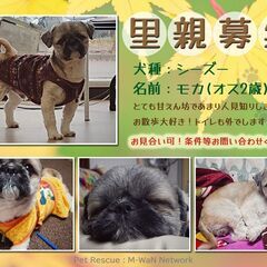 保護犬(シーズー)の里親募集
