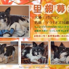 保護犬(パピヨン)の里親募集