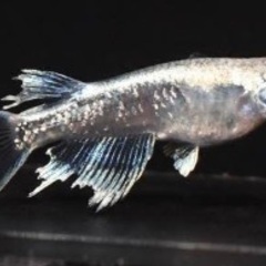 幹之メダカ、幹之めだかの画像