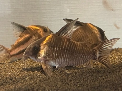 【さんたさん購入予定】コリドラス  レセックス3匹 パラレルス1匹 ワイルド個体